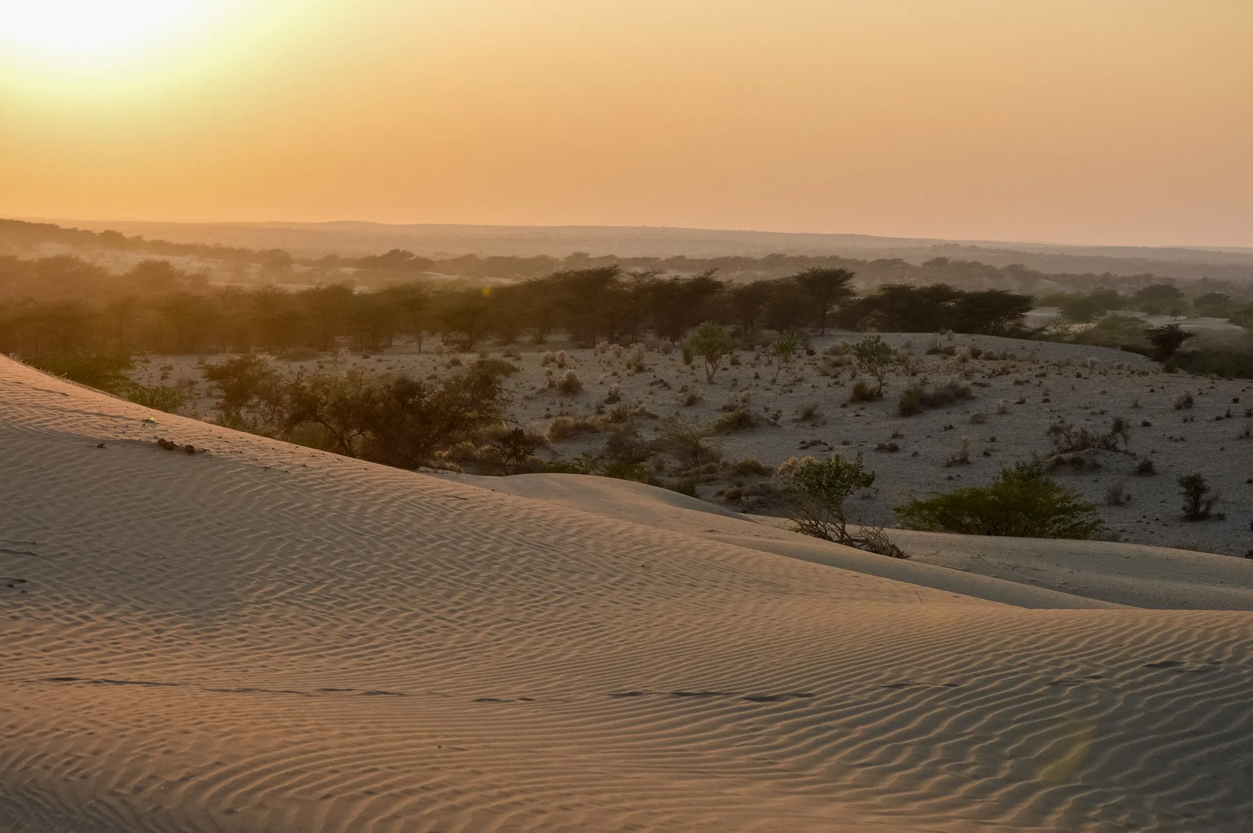 Rippled sand dunes and desert scrub of the Thar Desert near Jaisalmer, Rajasthan, under a hazy golden sunset
